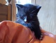 KittenMautz (1)